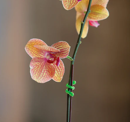 صورة المنتج 4